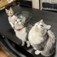 エース