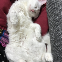 孫陸（まごろく）