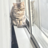 琴三（ごんぞう）