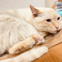 ジオ