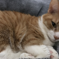 ミミ