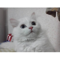 レオン