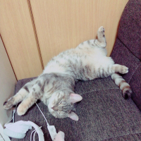 ましゅ