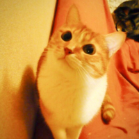モモ