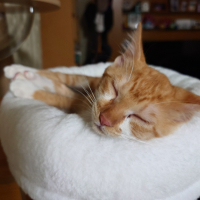 茶々丸