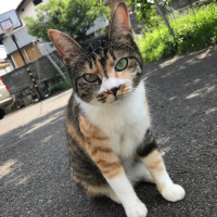 なつめ はるこ