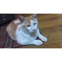 チロ
