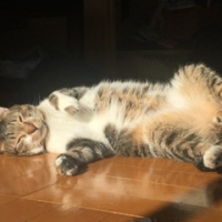 にゃんた