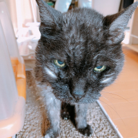 クロ