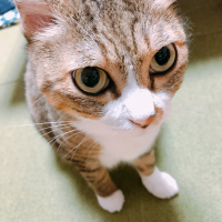 タビ