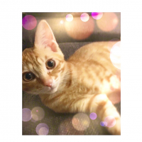 モカ