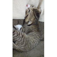 ぴゅう