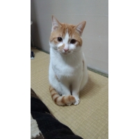 ゆず