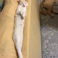 はる