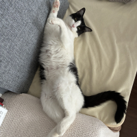 pino