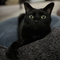 ジジ