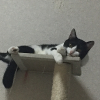 ムク