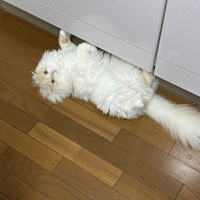 ぴのん