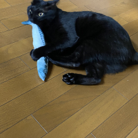 くるみ