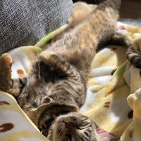 キラ