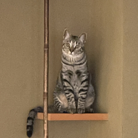 つき