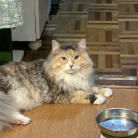 チュチュ
