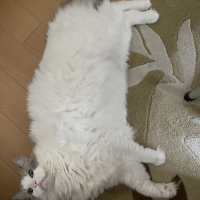 トール