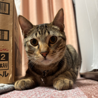テト