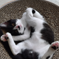 パル