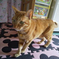 フェタ