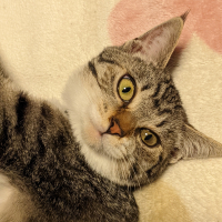 シロちゃん