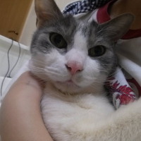 ぎん
