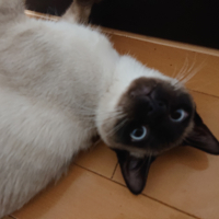 しゅが