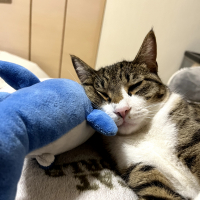 タビ