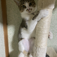 茶々（ポチャ）