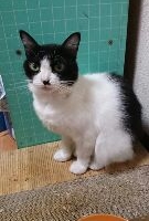 ひな