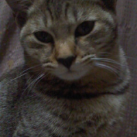 ナナ