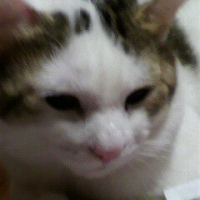 シロ