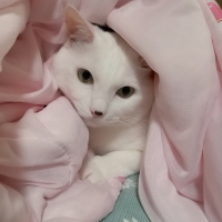 メロ