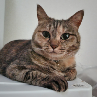 シオちゃん