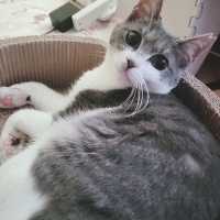 ウニ