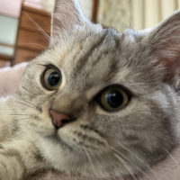 もも