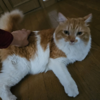 茶々丸