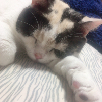 こちゃ