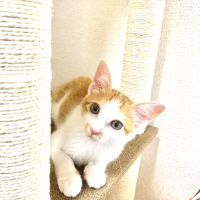ちくわ