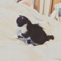 ベル
