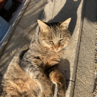 ツナ