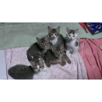 ミル、ワル、チル、ボル、モル