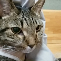 とら