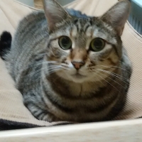 はなはな